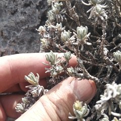 Gnaphaliothamnus lavandulifolius