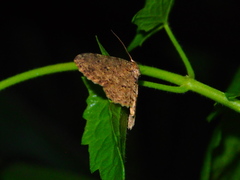 Ectropis bhurmitra