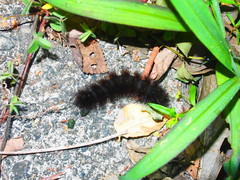 Creatonotos transiens vacillans