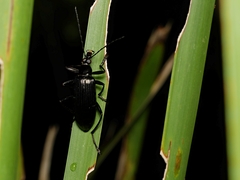 Tanychilus