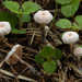 Marasmiellus tricolor - Photo (c) Fabio Mauri, some rights reserved (CC BY-NC), uploaded by Fabio Mauri