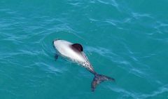 Cephalorhynchus hectori