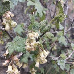 Ribes ciliatum