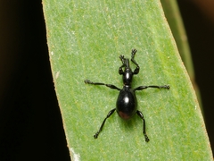 Rhynolaccus formicarius