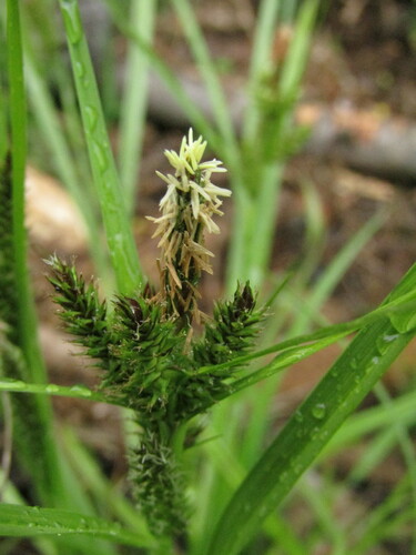 Image of Carex fuscula by (c) Bruno Avilez, some rights reserved (CC BY)