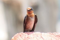 Hirundo tahitica