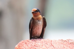Hirundo tahitica