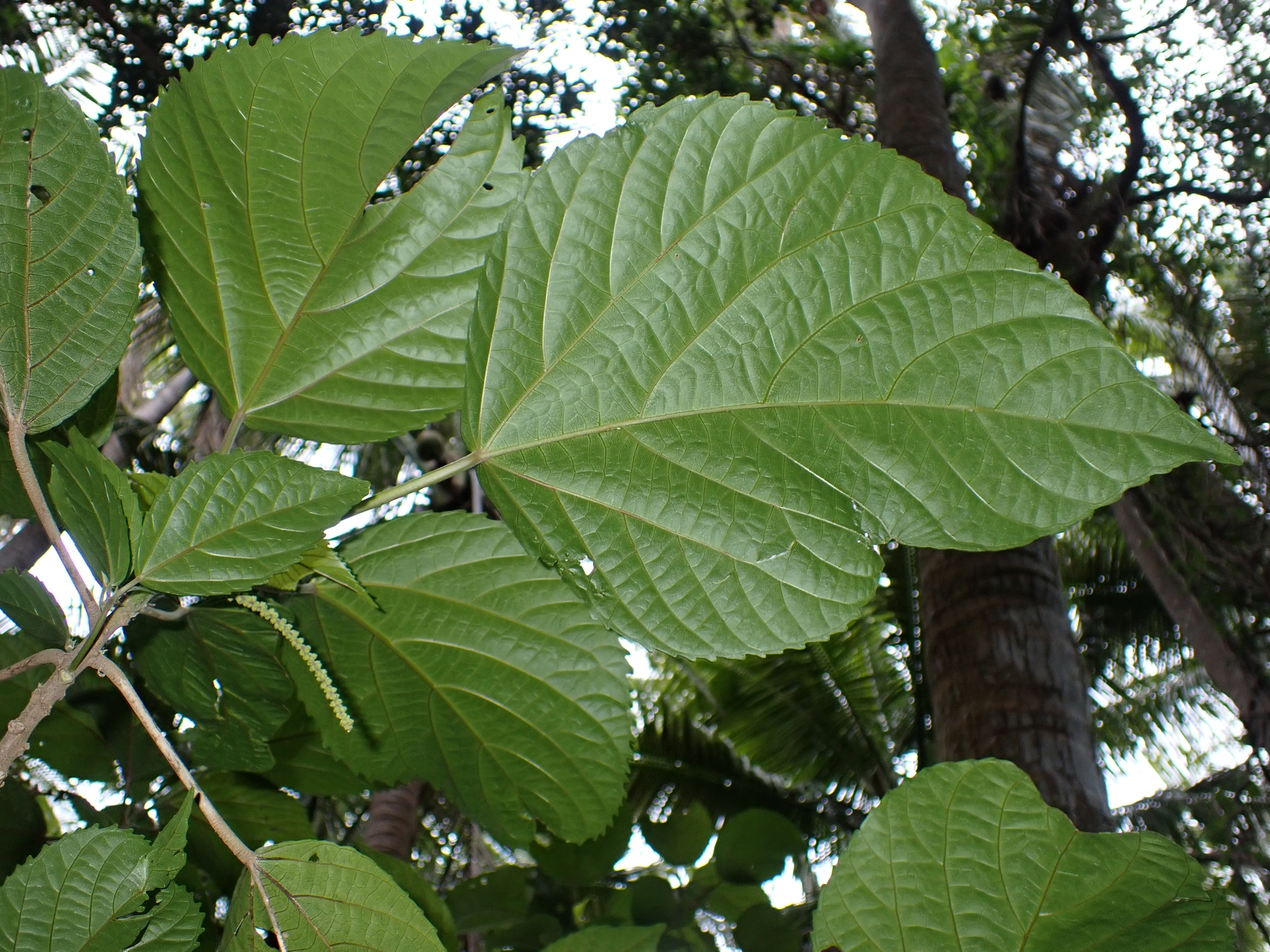 Acalypha pancheriana Baill.