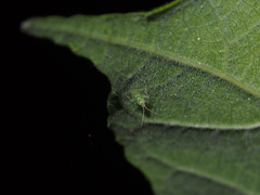 Orthotylinae