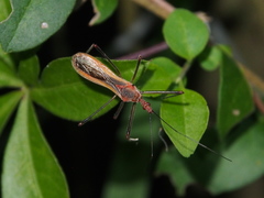 Euagoras plagiatus