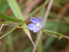 Wahlenbergia violacea