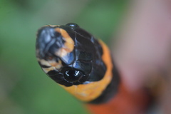 Lampropeltis abnorma