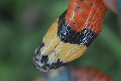 Lampropeltis abnorma