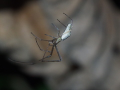 Tetragnatha bituberculata