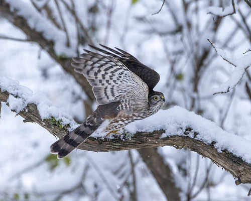 Sharp-shinned Hawk, photo 5 of 10