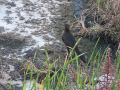 Quiscalus mexicanus
