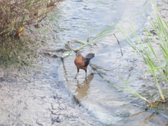 Quiscalus mexicanus