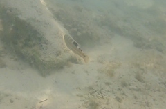 Halichoeres radiatus