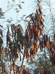 Leucaena leucocephala