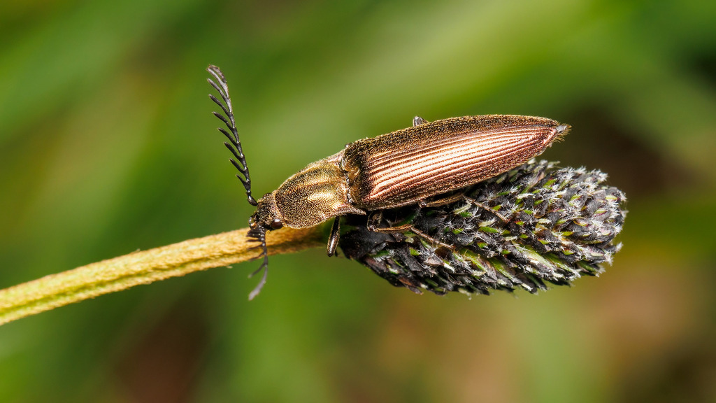 pectinate click beetle from Kalksburg, Wien, Österreich on May 6, 2023