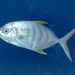 Barred Trevally - Photo (c) Raphael Forns, some rights reserved (CC BY-NC), uploaded by Raphael Forns