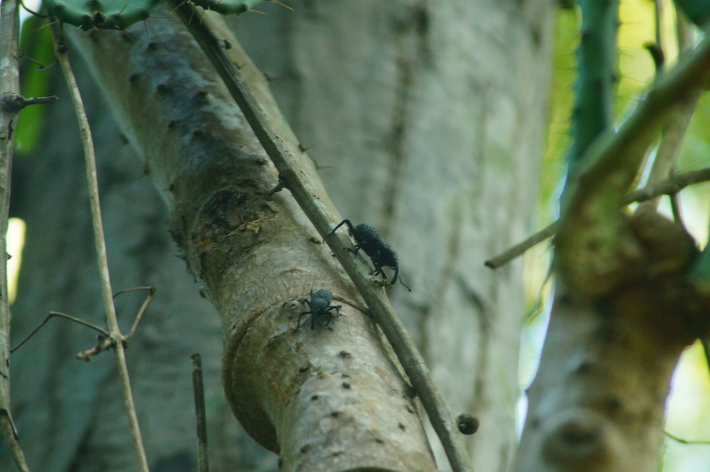 Sphenophorus striatoforatus
