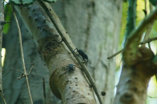 Sphenophorus striatoforatus