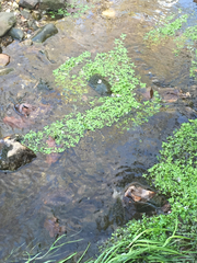Lemna aequinoctialis