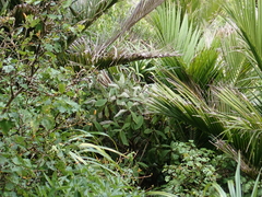 Brachyglottis hectorii