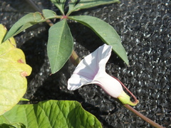 Ipomoea heptaphylla