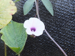 Ipomoea heptaphylla