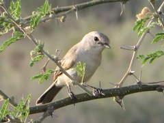 Bradornis microrhynchus
