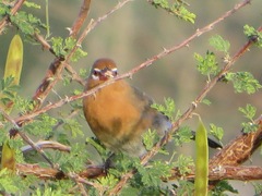 Granatina ianthinogaster