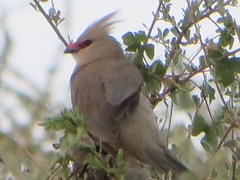 Urocolius macrourus