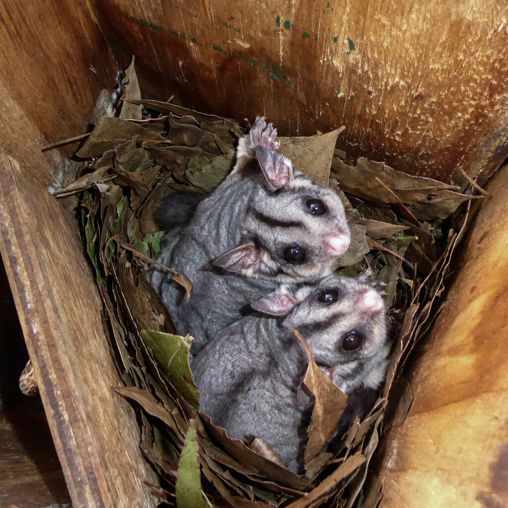 Sugar Glider from Lyonville VIC 3461, Australia on October 28, 2023 at