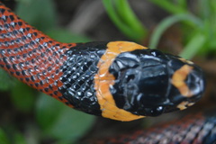 Lampropeltis abnorma