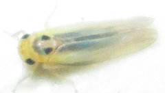Cicadulina