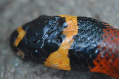 Lampropeltis abnorma