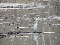 Ardea cinerea