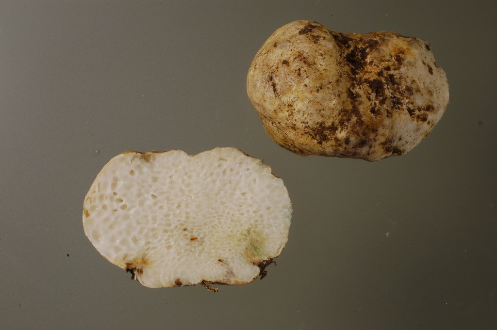 Leucogaster nudus