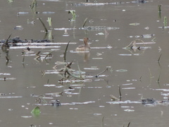 Tachybaptus ruficollis