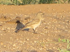 Bradornis microrhynchus