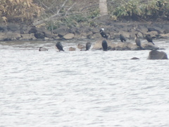 Phalacrocorax capillatus