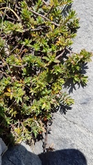 Pimelea oreophila hetera