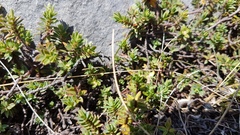 Pimelea oreophila hetera