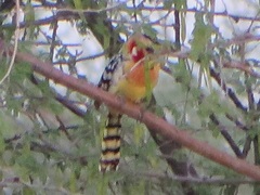 Trachyphonus erythrocephalus