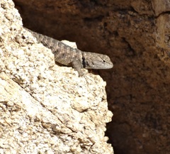 Desert Spiny Lizard photo 4