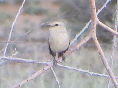 Bradornis microrhynchus