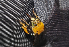 Amegilla cingulata