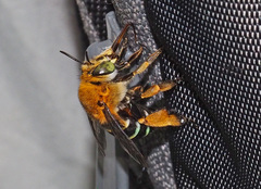 Amegilla cingulata